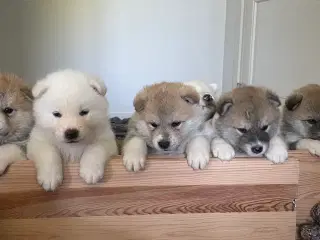 Hundehvalpe