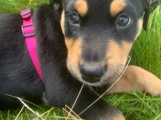 Dejligste hvalp-Rottweiler blanding