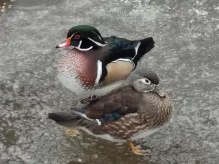 Brudeænder, 2025, 3,3