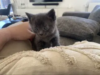 Domestic blue killing 