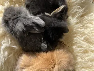 Mini Lop kaninunger sælges