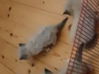 Ragdoll
