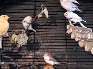 6 Zebrafinker 