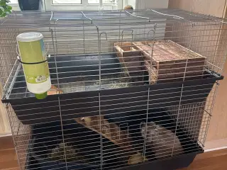 Mini lop han kanin 