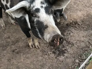 Blandet race duroc og gl dansk landrace grise