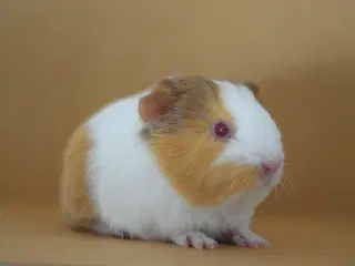 Marsvin Sheltie 