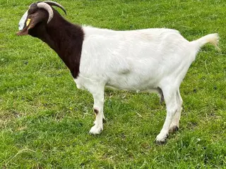 Boerged 