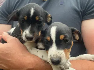 Dansk svensk gårdhund hvalpe