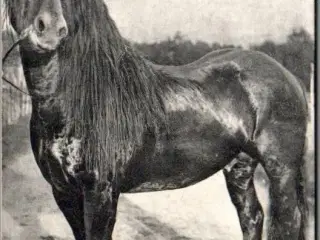 Guldbrandsdalsk Hest - Norge - Ubrugt