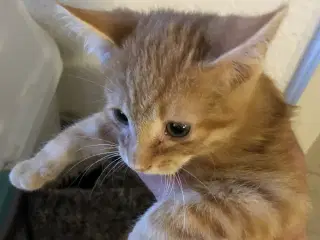 søde kattekillinger gives væk
