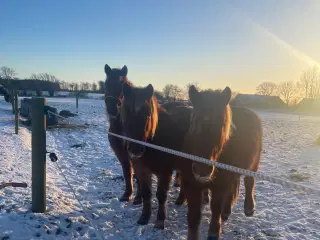 2 røde vallakker 