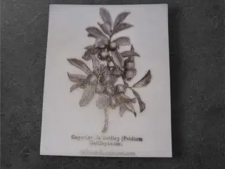 Forvandl dine kreationer med botanisk papir