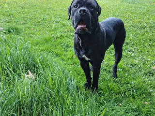 Cane Corso Italiano 2 år🐾