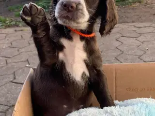 FT Cocker Spaniel tæve