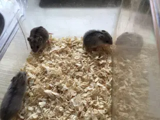 Kinesiske hamster