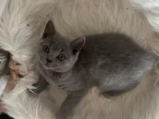 Skønne British katte 