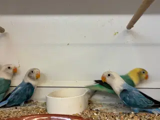 Rødhovedet Dværgpapegøje