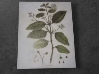 Elegant "Cinnamomum Zeylanicum" til kreative hobby