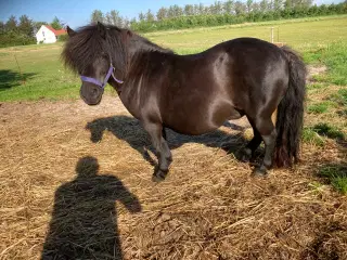 3 Shetlandsponyer