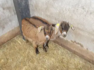 afrikanske dværggeder