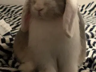 Minilop incl startersæt