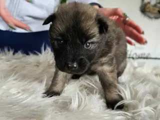 Husky/Eurasier hvalpe sælges 
