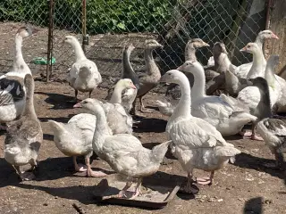 Gæslinger sælges 