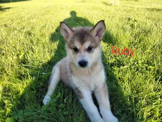 Alaskan malamute hvalpe 