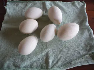 6 gåse æg