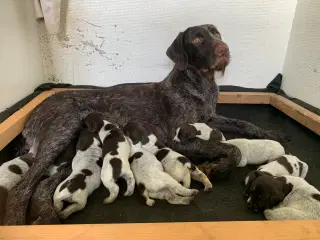 Ruhåret hønsehundehvalpe søger gode jagtfamilier