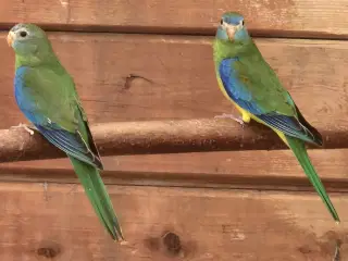 Naturfarvet turkis unger 
