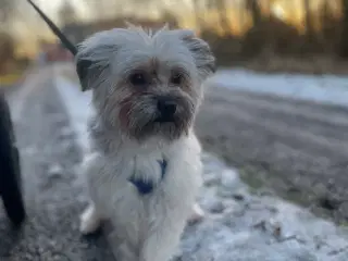 Bichon Havanais 1 år