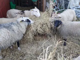 Lille fåre flok fra hobby landbrug