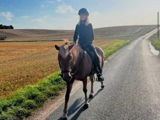Lærenem smuk hoppe sælges