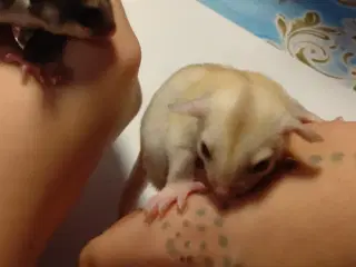 Sugar glider