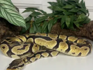 Konge Python