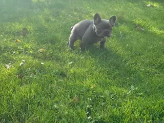 Fransk bulldog Blå/Merle