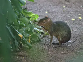Grøn aguti