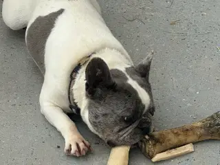 Fransk Bulldog 