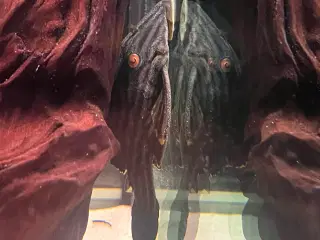 L190 Royal Pleco (Panaque nigrolineatus)