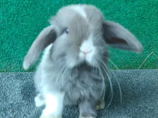 Minilop