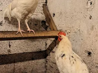 2 stk haner hvid italienere 