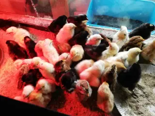 Kyllinger fra mix gård 