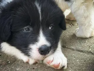 Border Collie Hvalpe