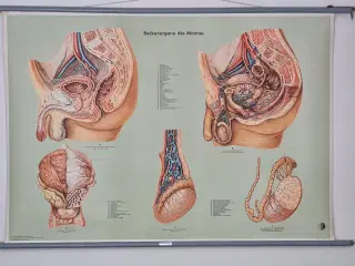 Gammel anatomi plakat mandlig kønsorgan 