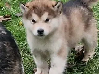 🎄 Alaskan Malamute hvalpe – klar til juleferien!