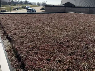 4.5 m² nye Sedum plante