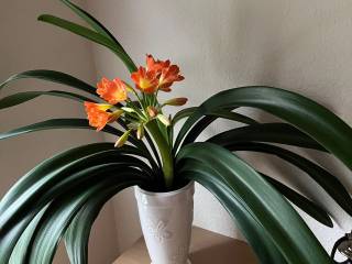 Stueplanter