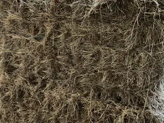 Tørt hø fra 2025