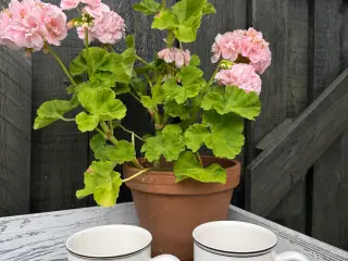 Villeroy & Boch Krus Naif